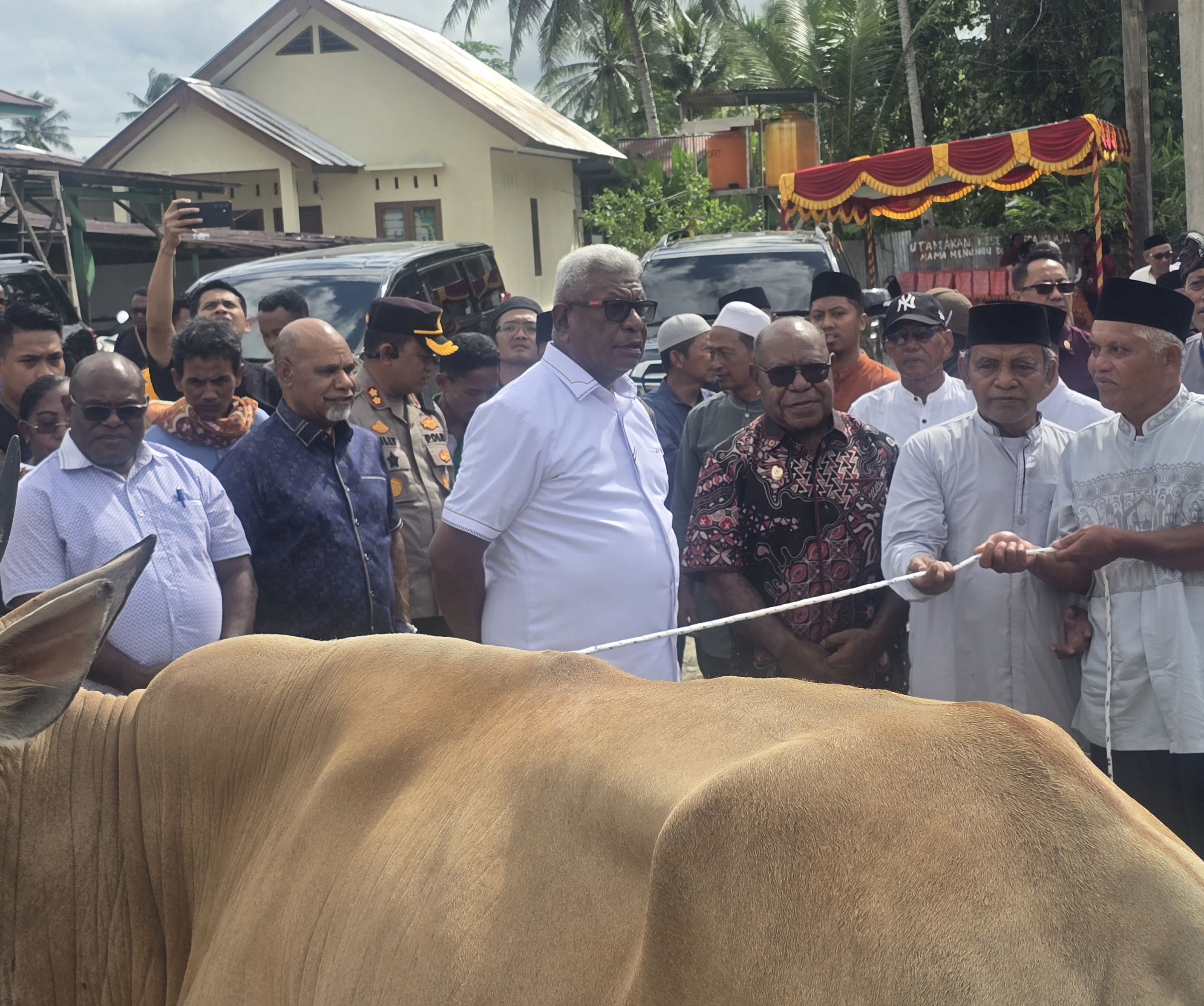 Kerja Sama Tim Pemprov dan Pemkab: Gedor Bantuan 65 Sapi Kurban di Mimika
