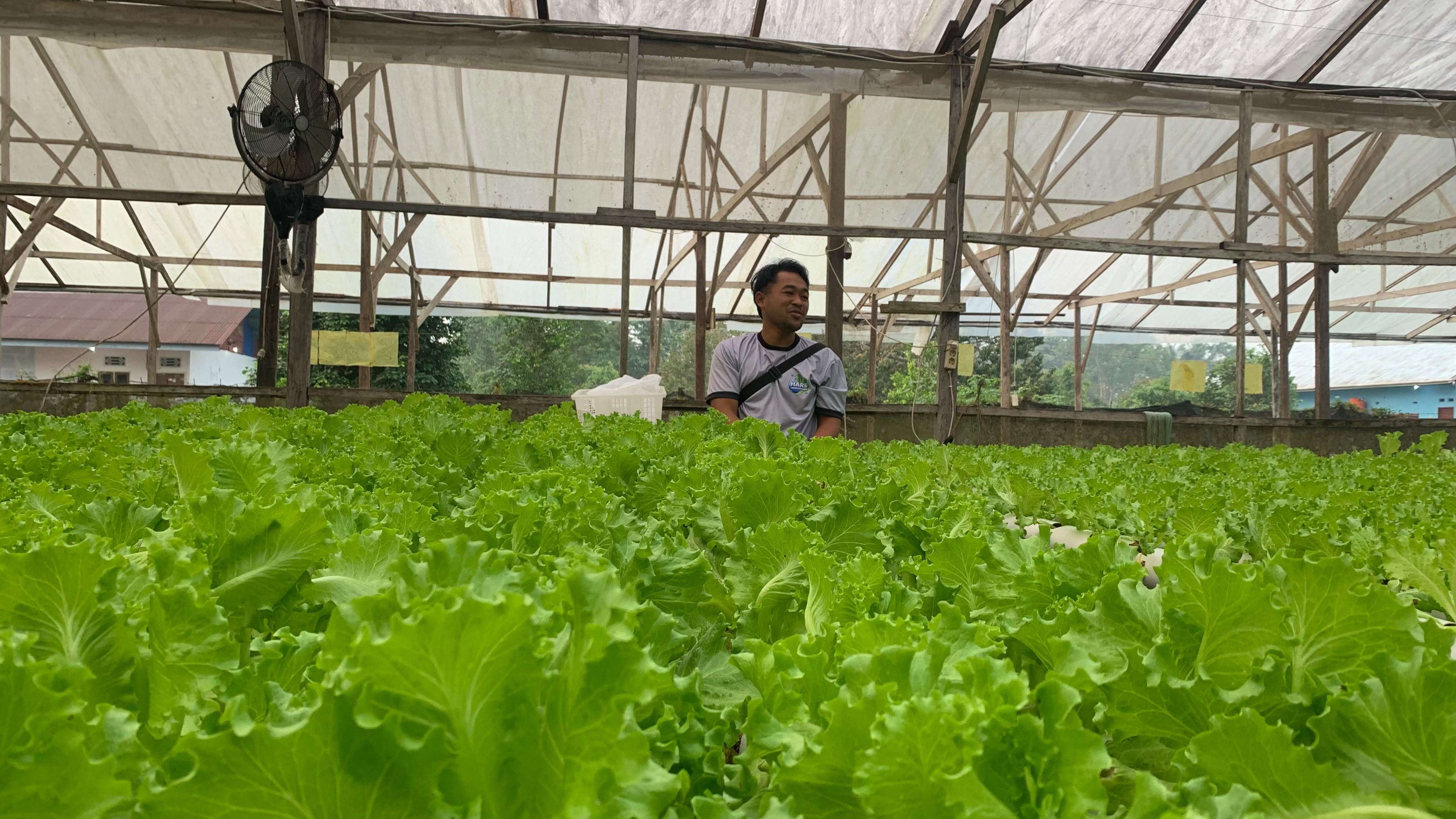 Daya Rusak El Nino dan Kabut Asap di Mimika: Ancaman Gagal Panen Petani Hidroponik