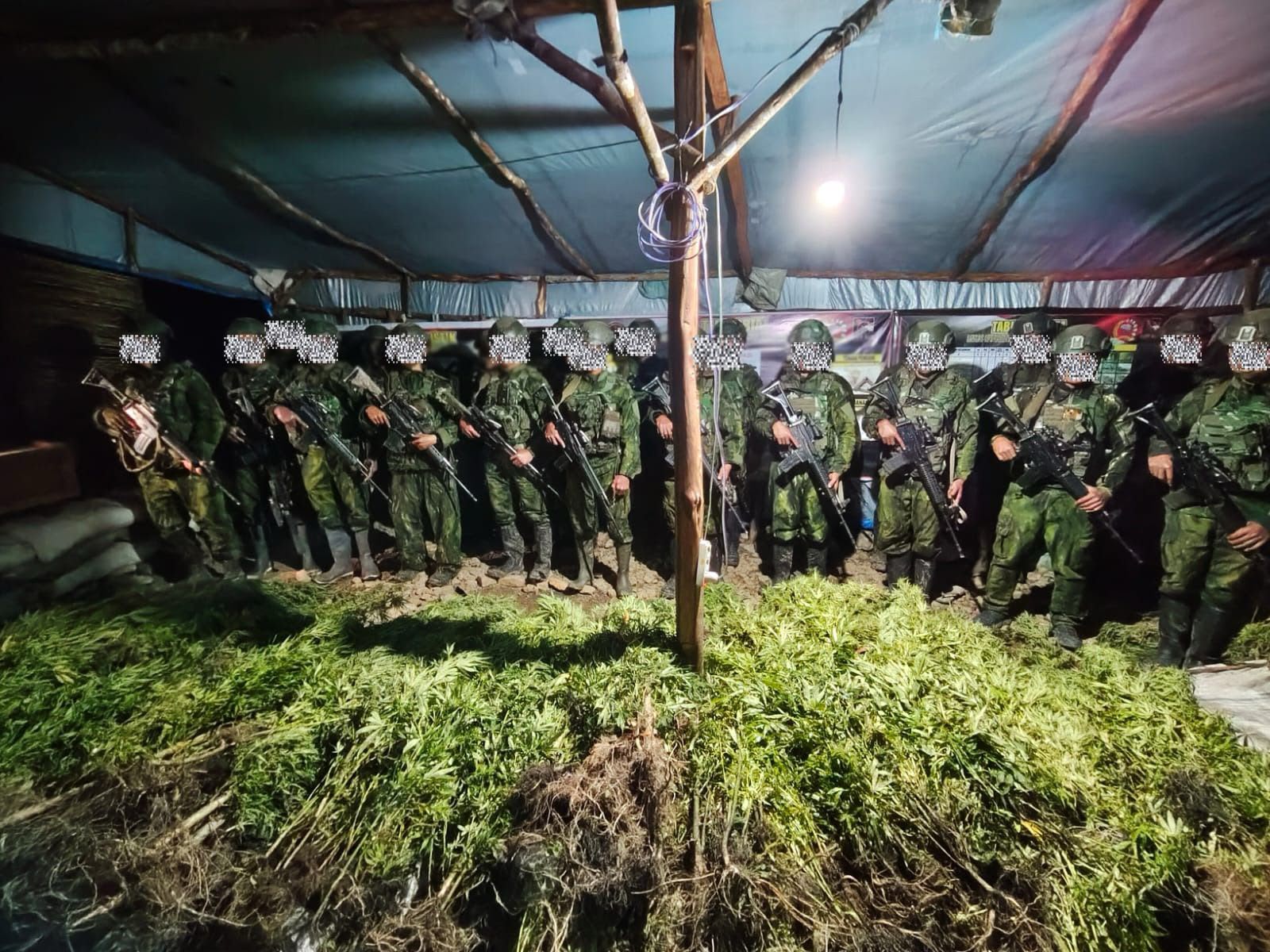 TNI Habema Ungkap 5.000 Batang Ganja di Pedalaman Yahukimo