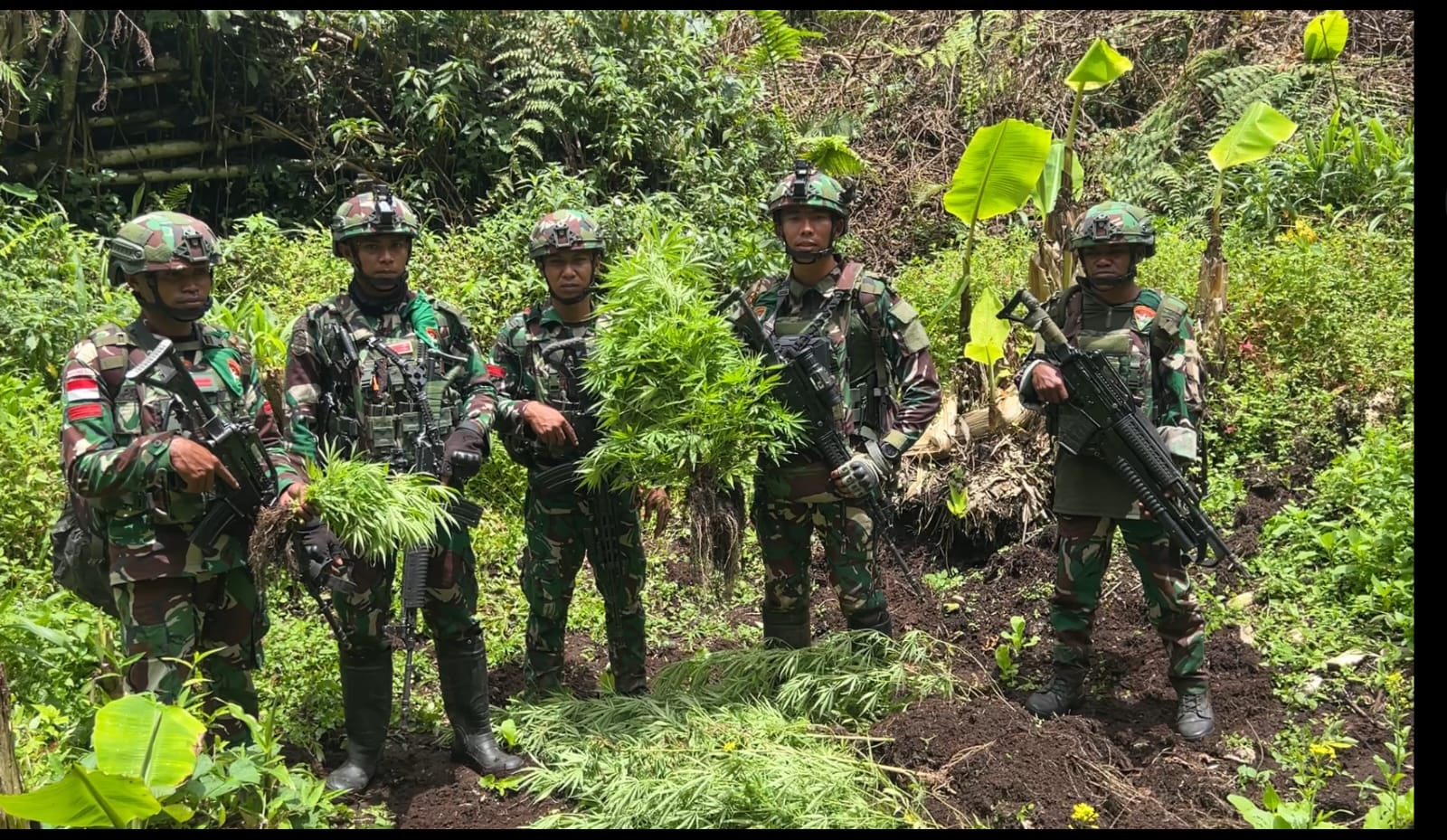 Satgas Gabungan Yonif 751/VJS Ketapang dan Prayudha, Temukan Empat Kebun Ganja di Oksibil