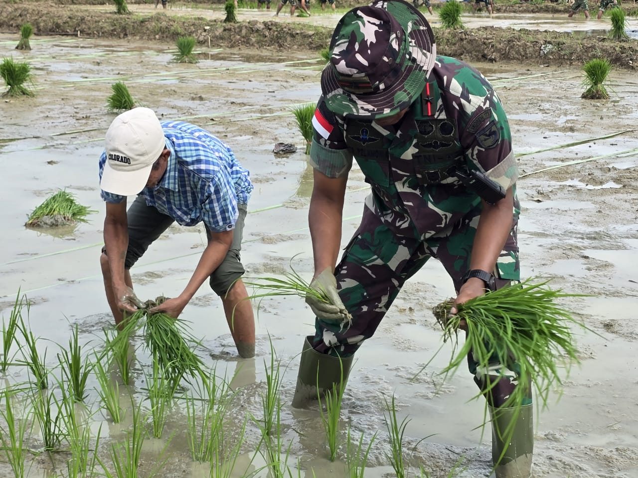 Danrem 173/PVB Pimpin Tanam Padi Perdana di Lahan Makorem Bersama Pemda dan Masyarakat