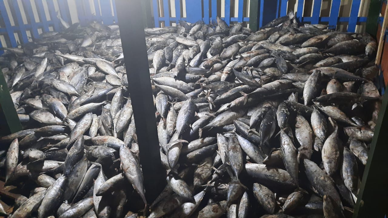 Satu Kapal Jakarta beserta Delapan Ton Ikan ditangkap dan Disita Kepala Dinas Perikanan Mimika
