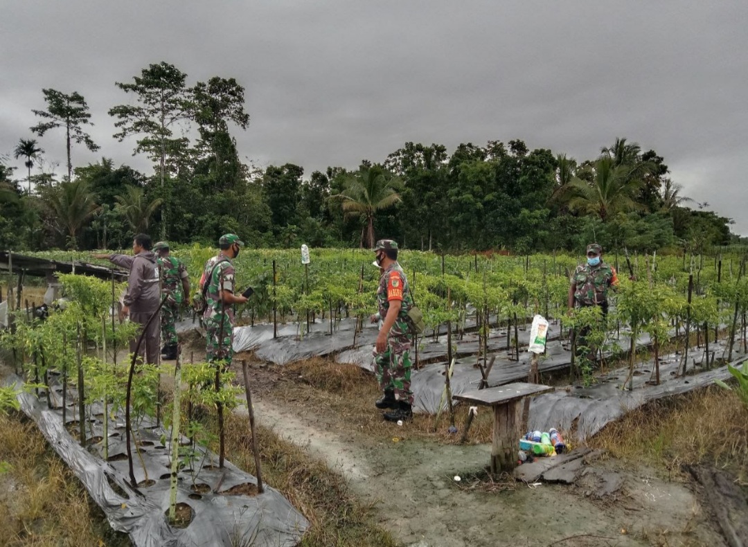 DUKUNG PERWUJUDAN SWASEMBADA PANGAN, BABINSA KORAMIL 1710-03/KUALA KENCANA LAKSANAKAN PENDAMPINGAN PETANI CABAI