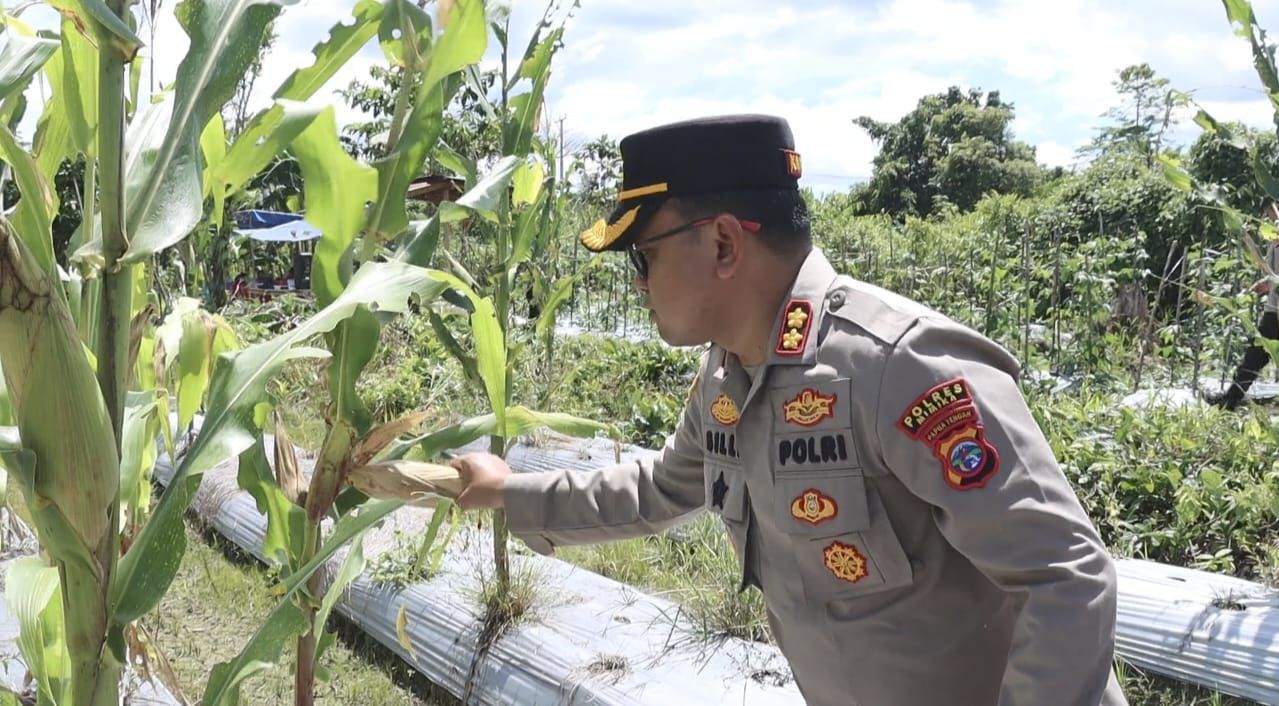 Polres Mimika Gelar Panen Raya Jagung Dalam Rangka Dukung Swasembada Pangan