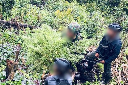 Satgas Yonif 751/VJS Temukan Ratusan Batang Ganja di Hutan Pegunungan Bintang