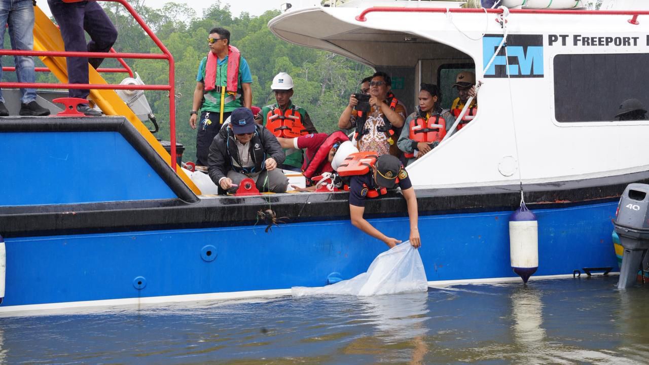 Freeport Lepas 11.000 Bibit Baramundi dan Kepiting di Pesisir Mimika