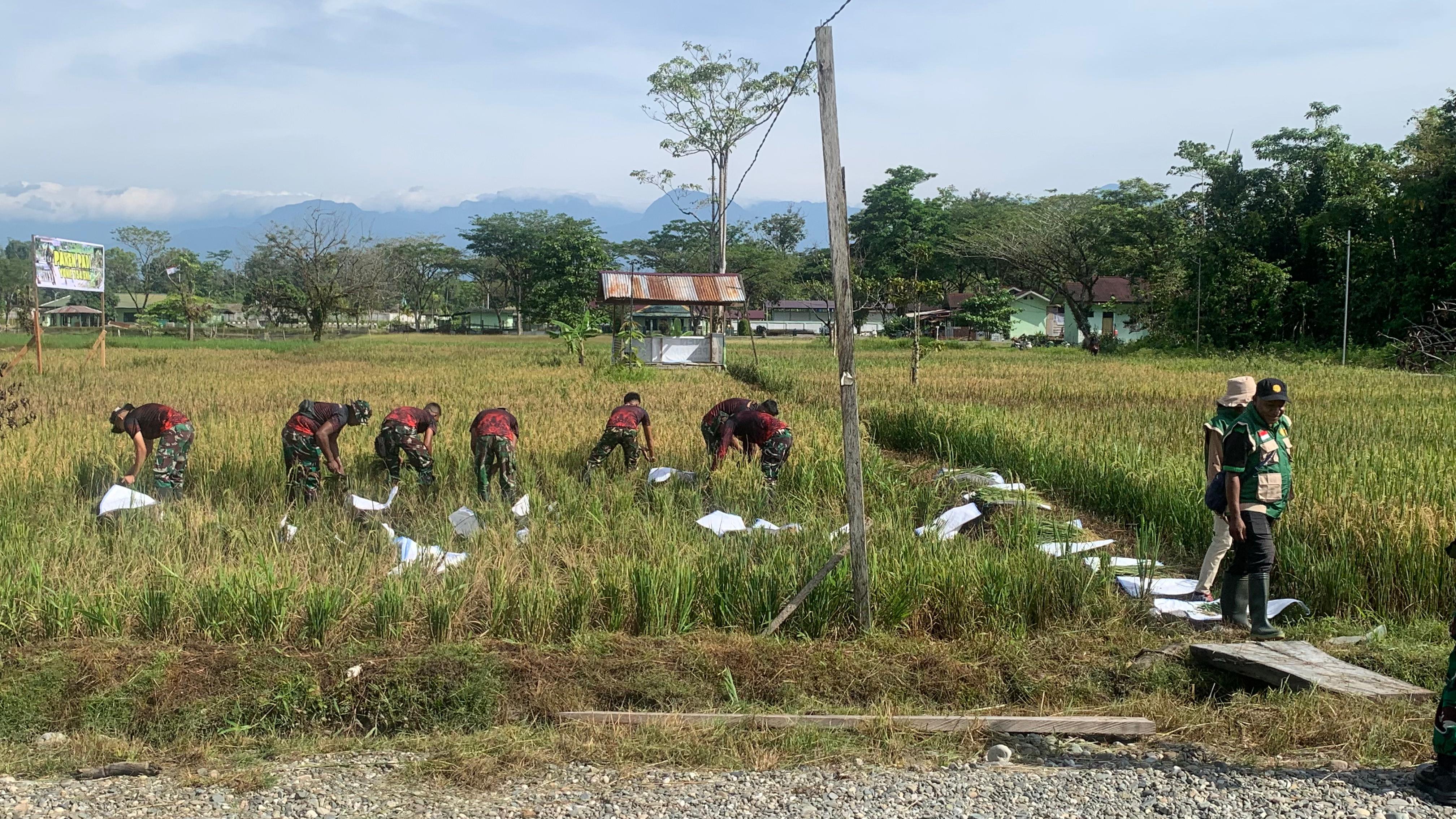 Panen Padi Kedua, Wujud Nyata Komitmen Yonit 754/ENK Dukung Swasembada Pangan
